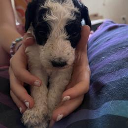 Boy 5 - Poodle puppy in Choctaw, Oklahoma from Crystal's Poodle Friends
