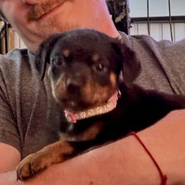 Pinky - Black and mahogany female Rottweiler puppy in Partlow, Virginia from Kayara Haus Rottweilers