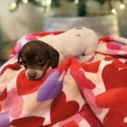 Juliette - Piebald female Dachshund puppy in Silsbee, Texas from The Doxie Den
