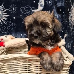 Boy 1 - Black and tan brindle male Havanese puppy in Manchester, Texas from Mimi's Havanese