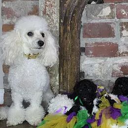 Poodles from Krewe of GaBark