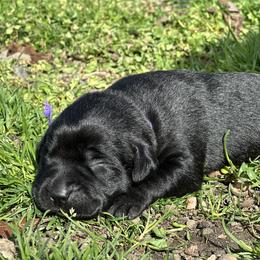 Girl 1 - female Labrador Retriever puppy in Little Rock, Arkansas from Charcoal And Silver Labs