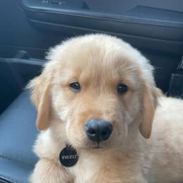 Golden Retriever Puppies from Brighton Golden Retrievers