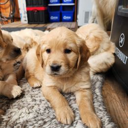 Abby - Golden Retriever puppy in Anchorage, Alaska from Denali Golden Retrievers