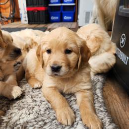 Abby - Golden Retriever puppy in Anchorage, Alaska from Denali Golden Retrievers