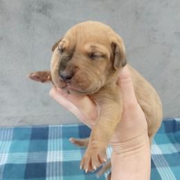 Elanor - Chocolate female Great Dane puppy in Marshall, Michigan from Dream K9