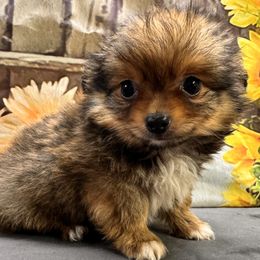 Chihuahuas from Magnolia’s puppies