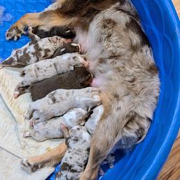 Boy 1 - Red merle male Australian Shepherd puppy in Cherry Grove, Oregon from TLC Dream and Pureland Australian Shepherds