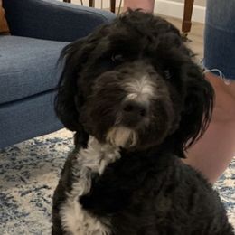 Aussiedoodles from Sully Doodles