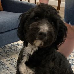 Aussiedoodles from Sully Doodles