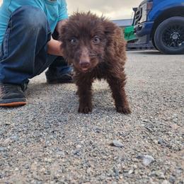 Destiny - Liver female German Shepherd puppy in Los Lunas, New Mexico from Mali's German Shepherds LLC