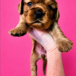 Girl 1 - Ruby female Cavalier King Charles Spaniel puppy in Willmar, Minnesota from Starlite Cavaliers