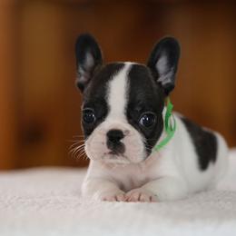 Green Collar - White and brindle female French Bulldog puppy in Wichita, Kansas from Phantasticus French Bulldogs