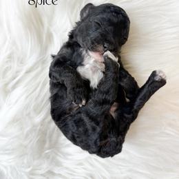 Spice - Black male Poodle puppy in from Pink Poodles and Doodles