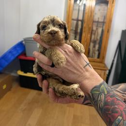 Copper - Merle male Cockapoo puppy in Mississippi from Ewing Acres