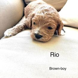 Rio - Buff and white male Cockapoo puppy in Spring Valley, Wisconsin from Filipiak Breeders