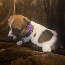 Girl 1 - Tri-color female Jack Russell Terrier puppy in Centerville, Pennsylvania from Rose Haven Farm