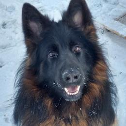 German Shepherds from ShadyOak Long Coat German Shepherds