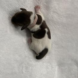 AKC Aurora - Piebald female Dachshund puppy in Sacramento, California from Valentina's mini  AKC Dachshunds