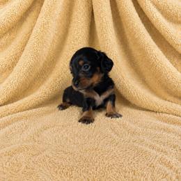 Venus - Black and tan female Dachshund puppy in Richmond, Virginia from Paw Prints