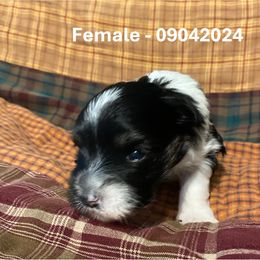 Miniature Schnauzer Puppies from Alves Miniature Schnauzers
