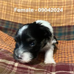 Miniature Schnauzer Puppies from Alves Miniature Schnauzers