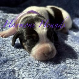 Lulu - Blue ticked and tan female Bluetick Coonhound puppy in Mount Pleasant, Texas from Harmons Hounds