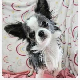 Sapphire - Chihuahua