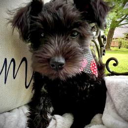 Miniature Schnauzer Puppies from Sophie’s Choice Puppies