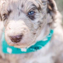 Aussiedoodle and Springerdoodle Puppies from Deek’s Designer Doodles