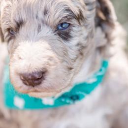 Aussiedoodle and Springerdoodle Puppies from Deek’s Designer Doodles
