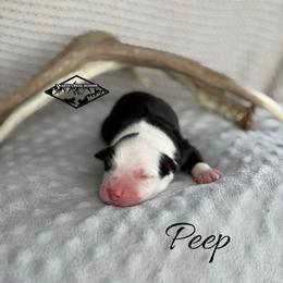 Peep - Black tri male Miniature Australian Shepherd puppy in Cody, Wyoming from Quartz Creek Aussies