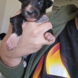 Splinter - Black brindle male Silken Windhound puppy in Starke, Florida from Ashley