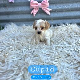 Cupid - male Cavapoochon puppy in Bullard, Texas from Cavapoochon Central LLC