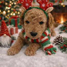 Prancer - Apricot male Goldendoodle puppy in Otisville, Michigan from Danie’s Darling Doodles LLC