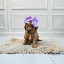Purple female - Dark golden female Golden Retriever puppy in Baytown, Texas from Golden Tails of Texas