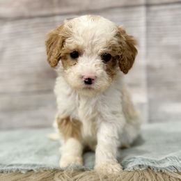 Victor - Blenheim male Cavapoo puppy in Logan, Utah from Mountain View Doodles