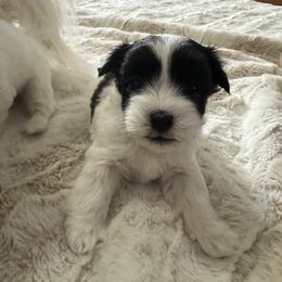 Blaze - Black and white male Coton de Tulear puppy in Vancouver, Washington from Uptown Cotons