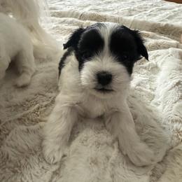Blaze - Black and white male Coton de Tulear puppy in Vancouver, Washington from Uptown Cotons