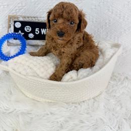 Tomato - Red  male Poodle puppy in Florida from Adorable Toy-Miniature Poodles