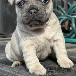 Pink collar girl - Blue fawn female French Bulldog puppy in Brooksville, Florida from Post Farm Rottweilers & French Bulldogs