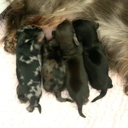 Dachshund Puppies from MyGaDachs