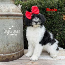 Rosie - Black and white female Bernedoodle puppy in Heyworth, Illinois from Cobble Creek Puppies