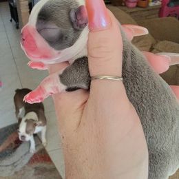 Boston Terriers from Desert Boston Terriers