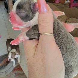Boston Terriers from Desert Boston Terriers