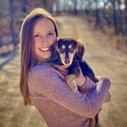 Dachshund Puppies from STORIED DOXIES