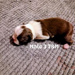 Red Boy 3 - Red male Boston Terrier puppy in Mesa, Arizona from Lehi Valley Boston Terriers