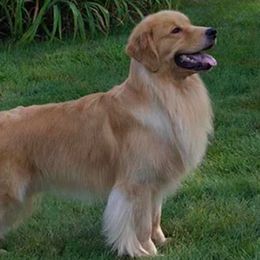 Golden Retrievers from Runnymede