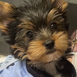 Yorkshire Terriers from Houstonyorkies