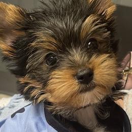 Yorkshire Terriers from Houstonyorkies